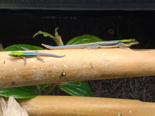 Load image into Gallery viewer, Phelsuma Klemmeri “Neon Day Gecko”