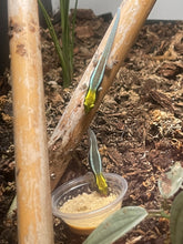 Load image into Gallery viewer, Phelsuma Klemmeri “Neon Day Gecko”