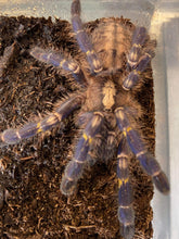Load image into Gallery viewer, Poecilotheria Metallica (Gotty Ornamental) Tarantula