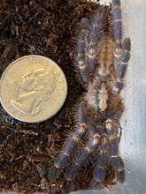 Load image into Gallery viewer, Poecilotheria Metallica (Gotty Ornamental) Tarantula