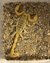 Load image into Gallery viewer, 5 pack Asbolus / Blue Death Feigning Beetles