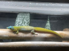 Load image into Gallery viewer, Blue Hawaiian Gold Dust Day Gecko “Phelsuma laticauda”