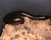 Load image into Gallery viewer, Captive Bred Archispirostreptus gigas