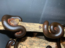 Load image into Gallery viewer, Captive Bred Archispirostreptus gigas