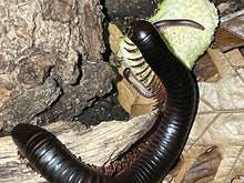 Load image into Gallery viewer, Captive Bred Archispirostreptus gigas