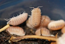 Load image into Gallery viewer, Cubaris murina "papaya" morph