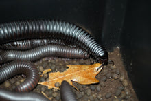 Load image into Gallery viewer, Spiropoeus Fishceri (Matte black African giant)
