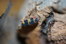 Load image into Gallery viewer, Merulanella sp. Tricolor