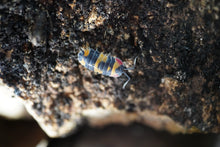 Load image into Gallery viewer, Merulanella sp. Tricolor