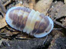 Load image into Gallery viewer, Cubaris sp. Cappuccino