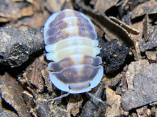Load image into Gallery viewer, Cubaris sp. Cappuccino