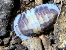 Load image into Gallery viewer, Cubaris sp. Cappuccino