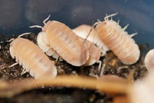 Load image into Gallery viewer, Cubaris murina "papaya" morph