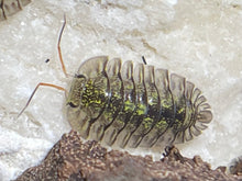 Load image into Gallery viewer, Cubaris sp. Green spots