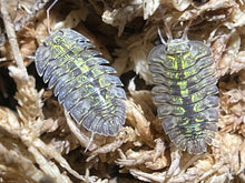 Load image into Gallery viewer, Cubaris sp. Green spots