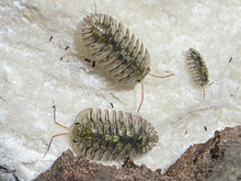 Load image into Gallery viewer, Cubaris sp. Green spots