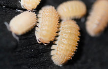 Load image into Gallery viewer, Cristarmadillidium muricatum