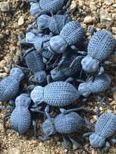 Load image into Gallery viewer, 5 pack Asbolus / Blue Death Feigning Beetles