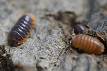 Load image into Gallery viewer, Cubaris Iriomotensis “Miyako”