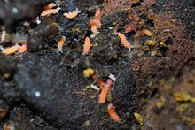 Load image into Gallery viewer, Springtails (Orange)