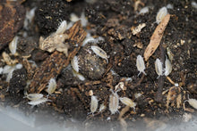 Load image into Gallery viewer, Trichorhina tomentosa “Dwarf White”