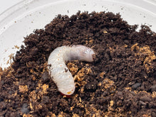 Load image into Gallery viewer, Dynastes tityus (Eastern Hercules beetle)