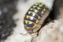 Load image into Gallery viewer, Armadillidium gestroi