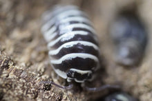 Load image into Gallery viewer, Armadillidium maculatum “zebra”