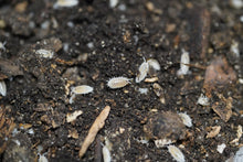 Load image into Gallery viewer, Trichorhina tomentosa “Dwarf White”