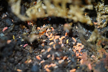 Load image into Gallery viewer, Springtails (Orange)