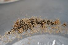 Load image into Gallery viewer, Springtails (Tropical pink)