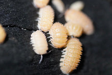 Load image into Gallery viewer, Cristarmadillidium muricatum