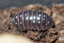 Load image into Gallery viewer, Armadillidium kluggi “Montenegro”