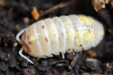 Load image into Gallery viewer, Armadillidium Vulgare “USA magic potion”