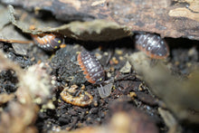 Load image into Gallery viewer, Armadillidium kluggi “Montenegro”