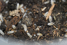 Load image into Gallery viewer, Trichorhina tomentosa “Dwarf White”