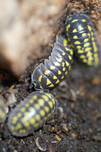 Load image into Gallery viewer, Armadillidium gestroi