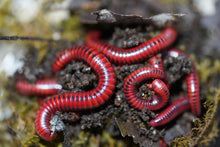 Load image into Gallery viewer, Centrobolus splendidus (Fire Millipedes)