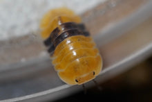 Load image into Gallery viewer, Cubaris sp. Amber