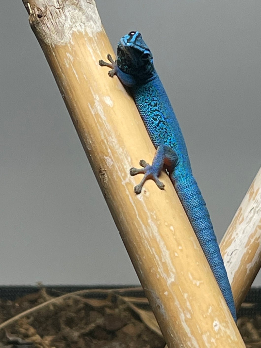 Lygodactylus Williamsi (Electric blue day gecko)