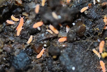 Load image into Gallery viewer, Springtails (Orange)