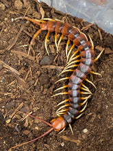Load image into Gallery viewer, Scolopendra sp white leg 6”
