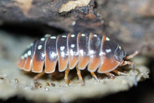 Load image into Gallery viewer, Armadillidium kluggi “Montenegro”
