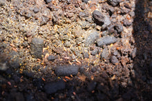 Load image into Gallery viewer, Springtails (Orange)
