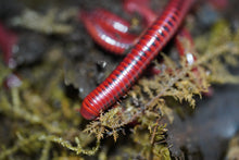 Load image into Gallery viewer, Centrobolus splendidus (Fire Millipedes)