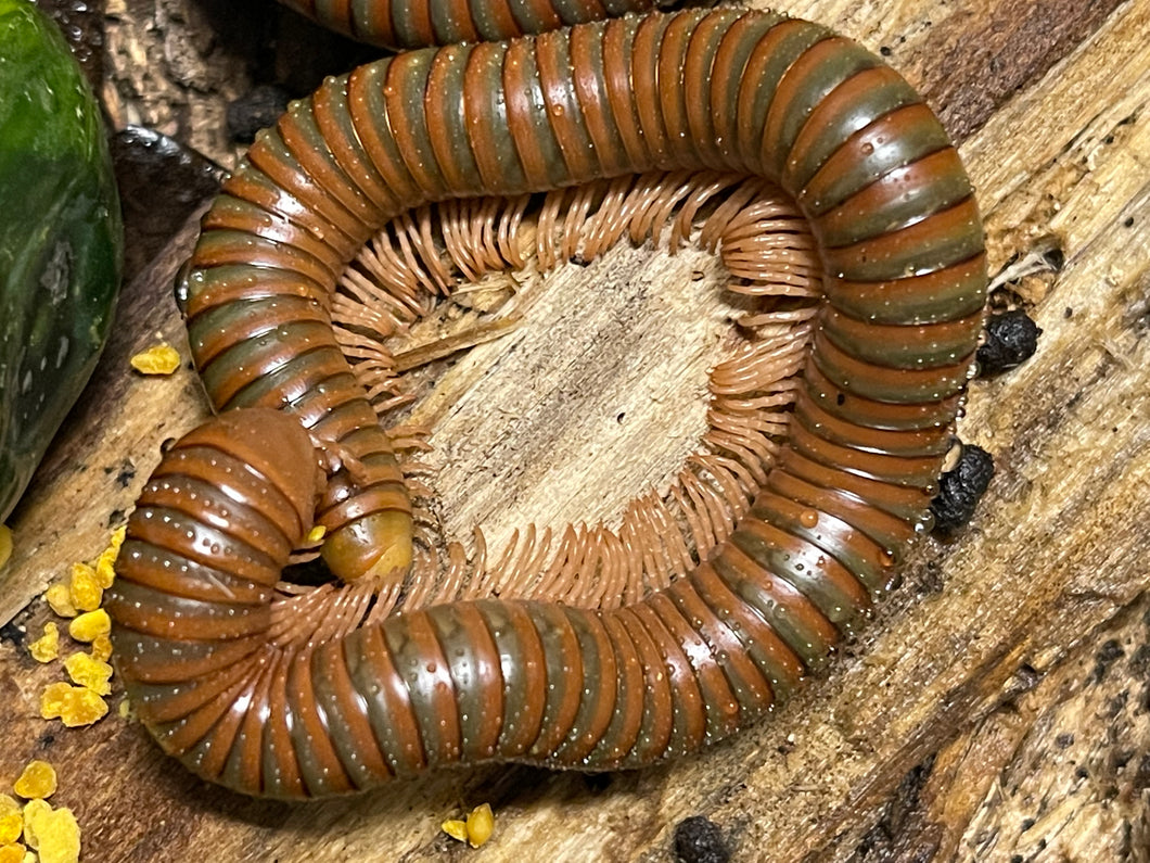Spirostreptida sp Uruguay/Tanzania