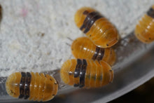 Load image into Gallery viewer, Cubaris sp. Amber