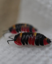 Load image into Gallery viewer, Merulanella sp. Blister