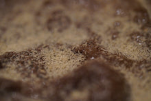 Load image into Gallery viewer, Springtails Temperate (Collembola sp.)