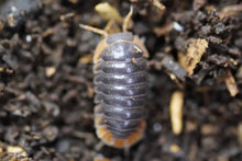 Load image into Gallery viewer, Cubaris Iriomotensis “Miyako”